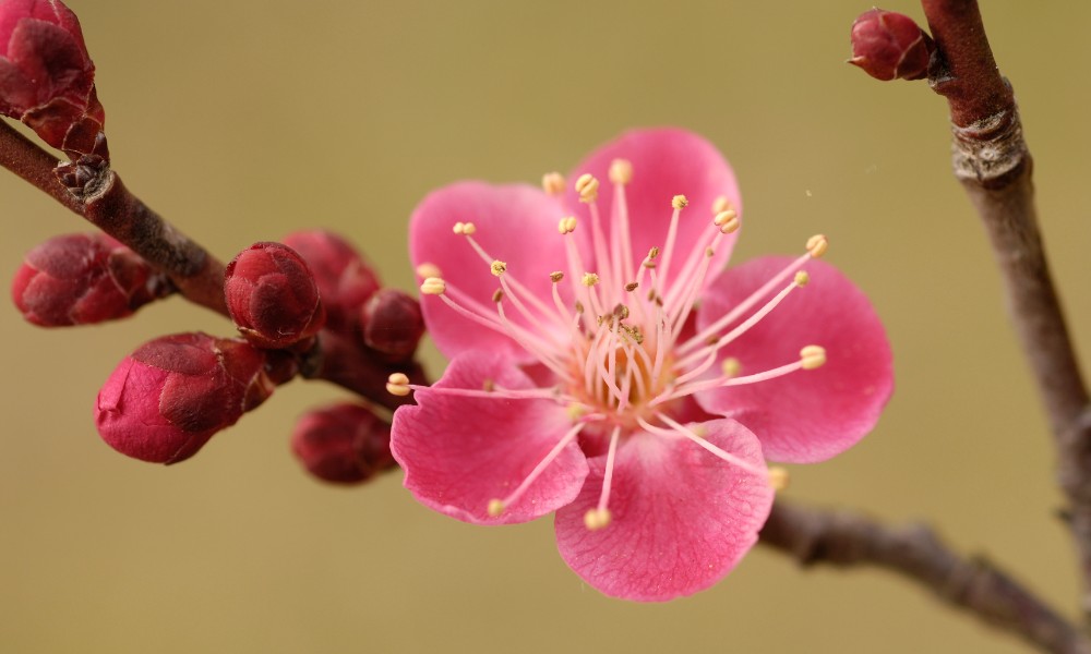 cuántas especies de flores existen