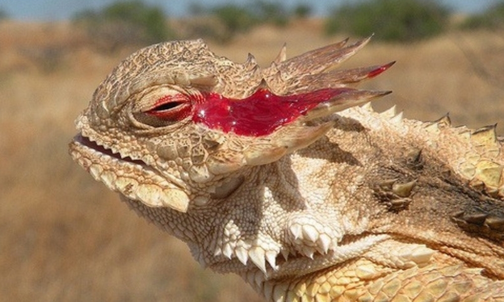 Greater short-horned lizard