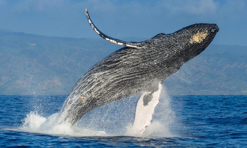 Ballena jorobada saltando en aguas de Chubut, una de las especies declaradas Monumento Natural