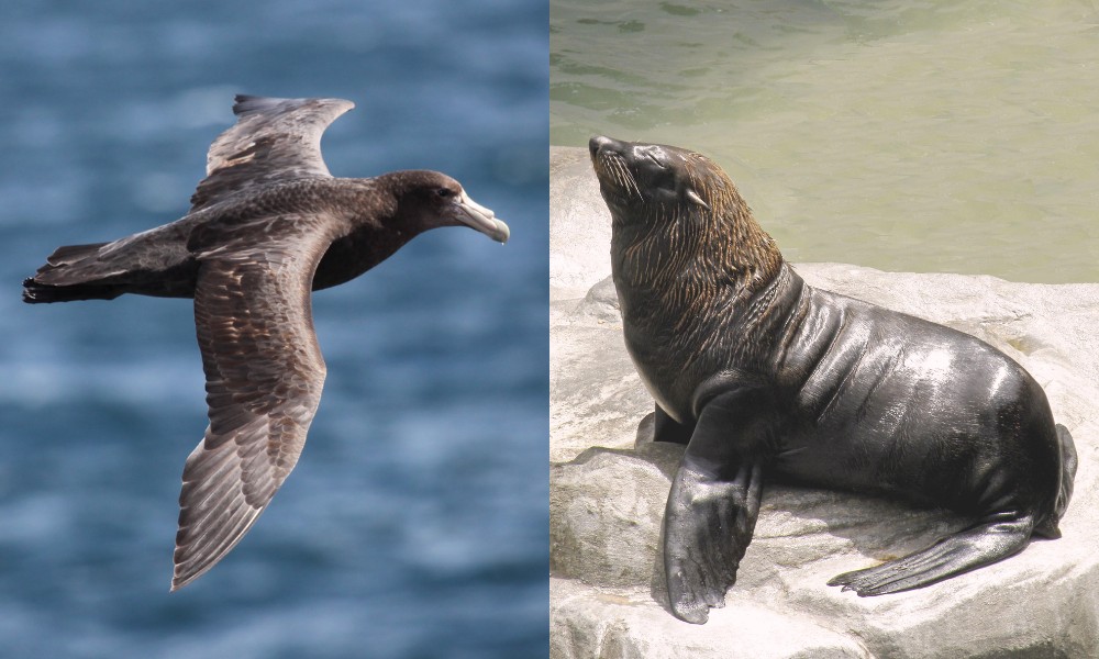 petrel gigante del sur y lobo marino de dos pelos