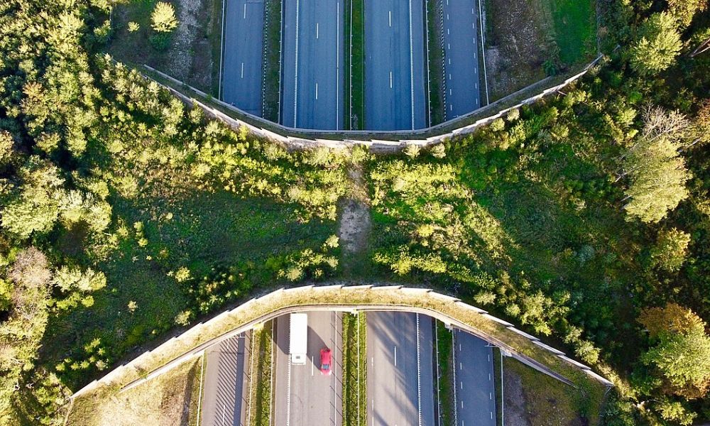 Árboles sobre un puente de estas características.