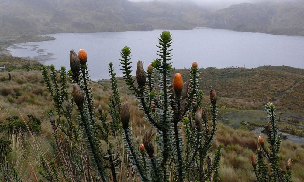 Flor nacional de Ecuador: chuquiragua