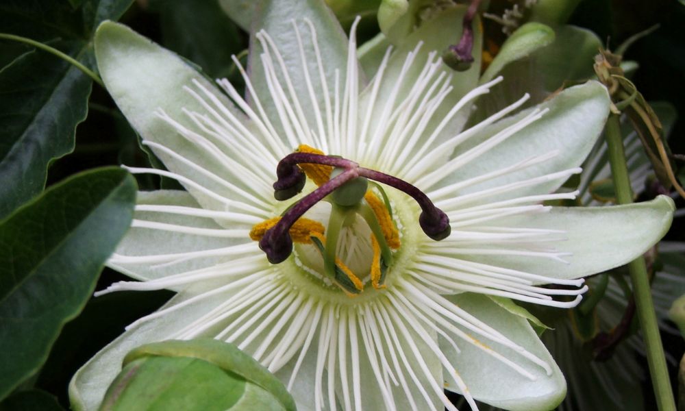 Colores del mburucuyá.