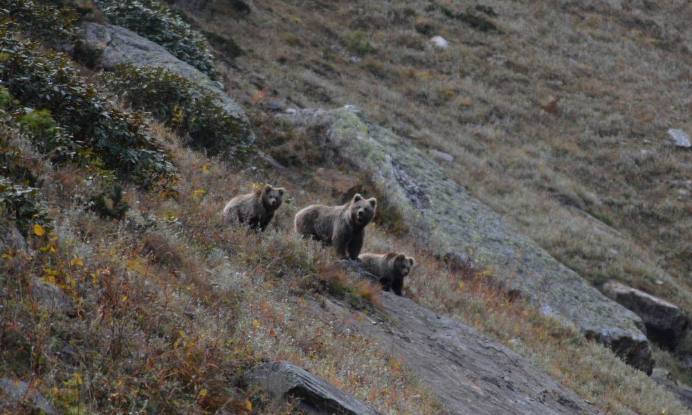 El oso pardo del Himalaya en familia.