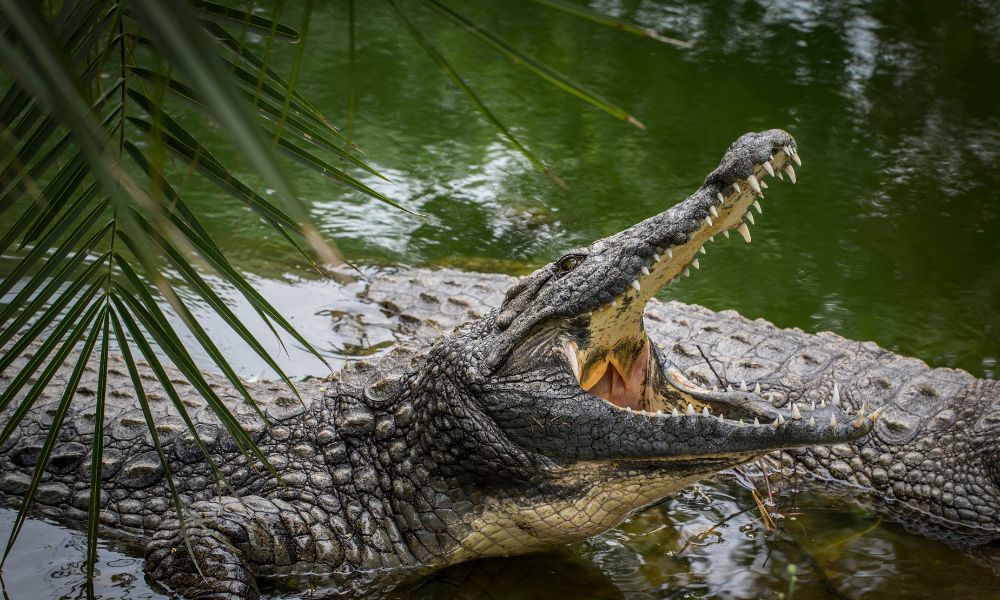 Isla Ramree, el lugar con más muertes por ataque de cocodrilo del mundo