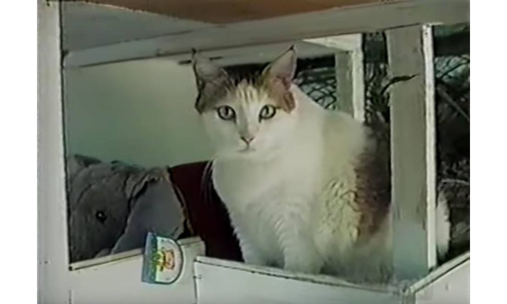 Foto de la gata Creme Puff cuando tenía entre 28 y 29 años.