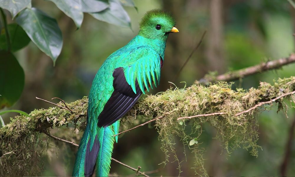 Animal nacional de Ecuador