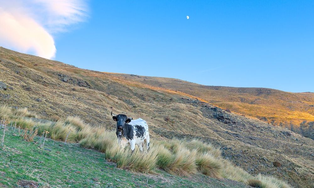 Animales del Parque Nacional de Sierra Nevada.