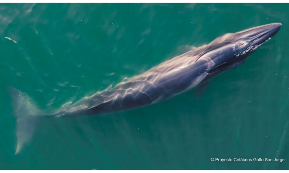 ballena sei en el Mar Argentino