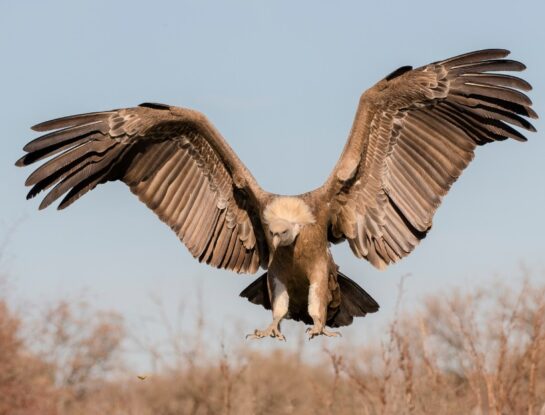¿Cuál es la diferencia entre un ave de rapiña y un ave de carroña?