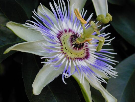 Mburucuyá: ¿en qué países de Sudamérica crece esta flor tan llamativa?