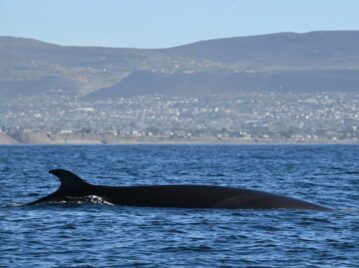 ballena sei en el Mar Argentino