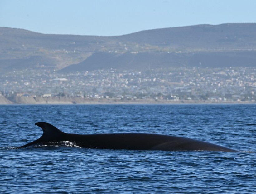 ballena sei en el Mar Argentino