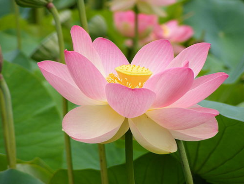 Flor Sagrada de India