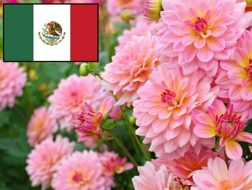 Dalia, la flor nacional de México