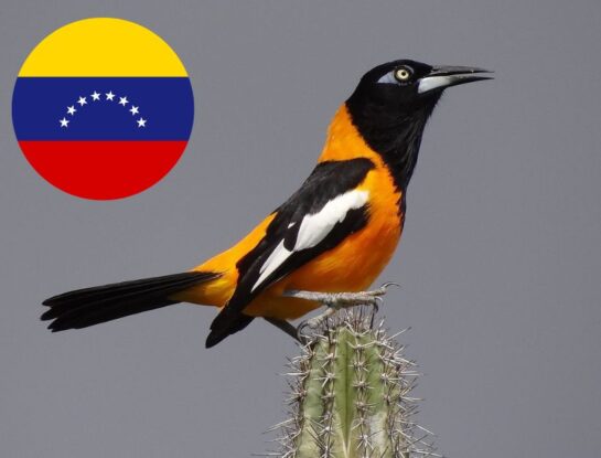 ¿Cuál es el animal nacional de Venezuela?