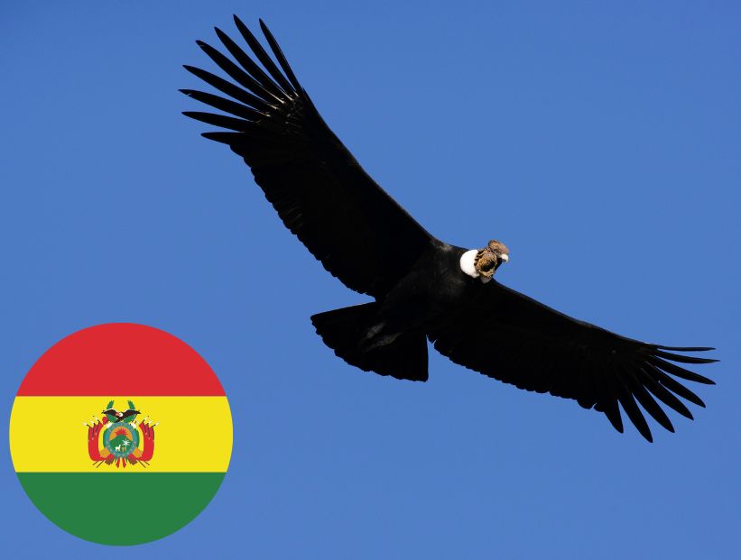 Cóndor andino - Animal nacional de Bolivia