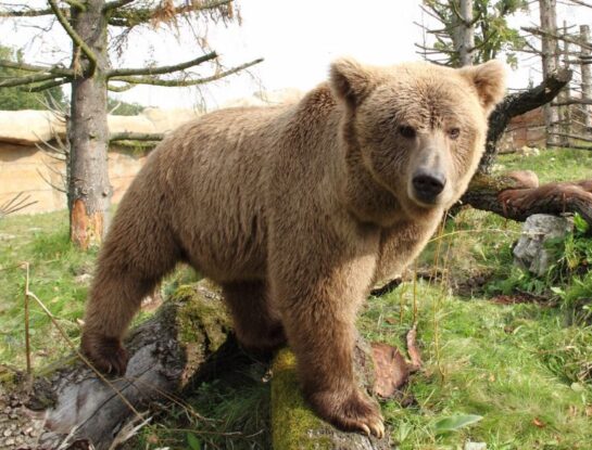 Oso pardo del Himalaya: el gigantesco animal que habita entre las montañas más altas del mundo