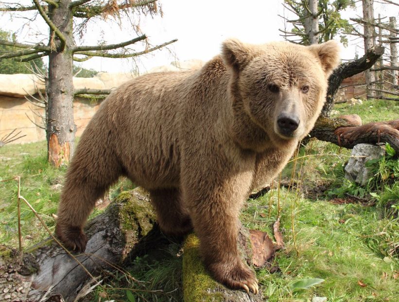 oso-pardo-del-himalaya