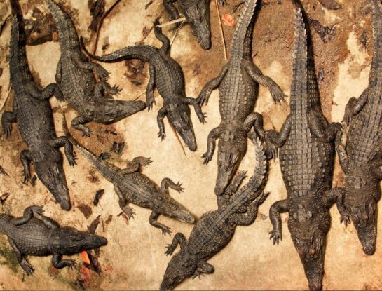 Isla Ramree: ¿el lugar con más muertes por ataque de cocodrilo del mundo?