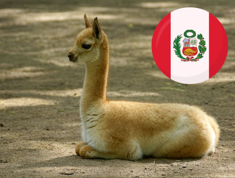 Vicuña: animal nacional de Perú