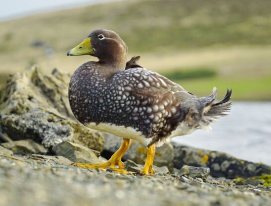 Vapor malvinero: el pato que solo habita en las Islas Malvinas