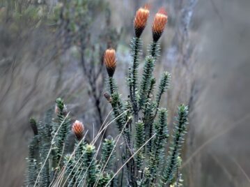 Flor nacional de Ecuador: chuquiragua