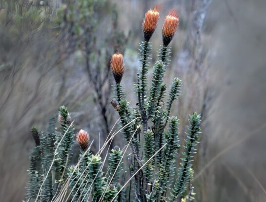 ¿Cuál es la flor nacional de Ecuador?