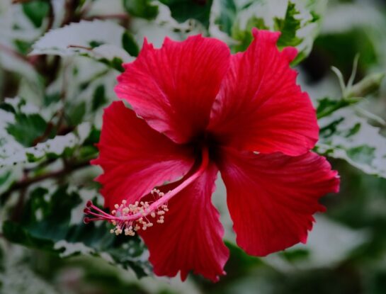 ¿Qué es el pistilo de una flor y por qué es tan importante?