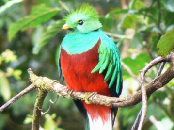 Animal nacional de Guatemala