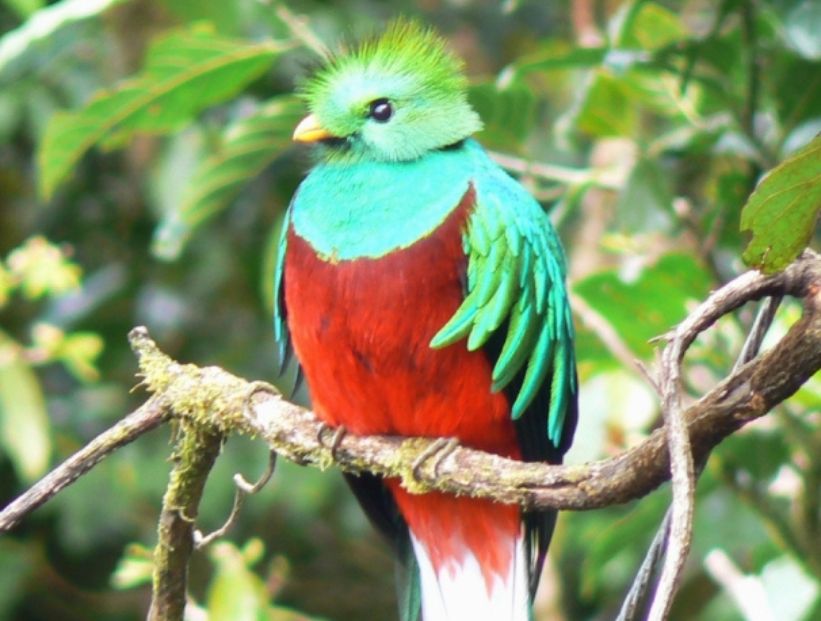 Animal nacional de Guatemala