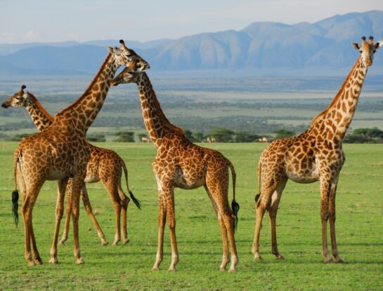 5 datos curiosos sobre las jirafas: ¿sabías que antes se las conocía como "camello-leopardo"?