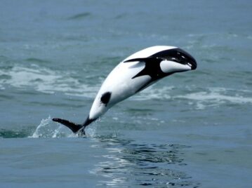 Chubut especies animales