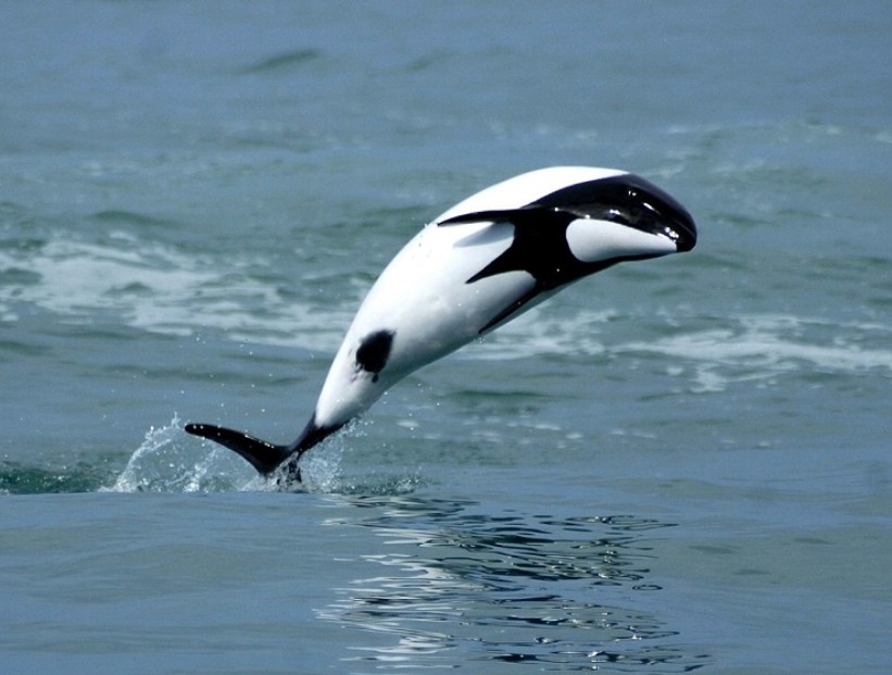 Chubut especies animales