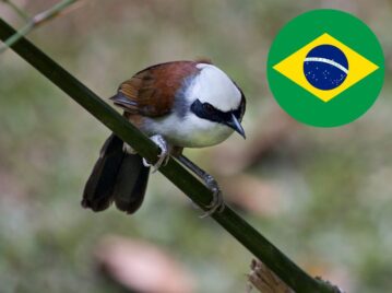 Zorzal colorado - Brasil