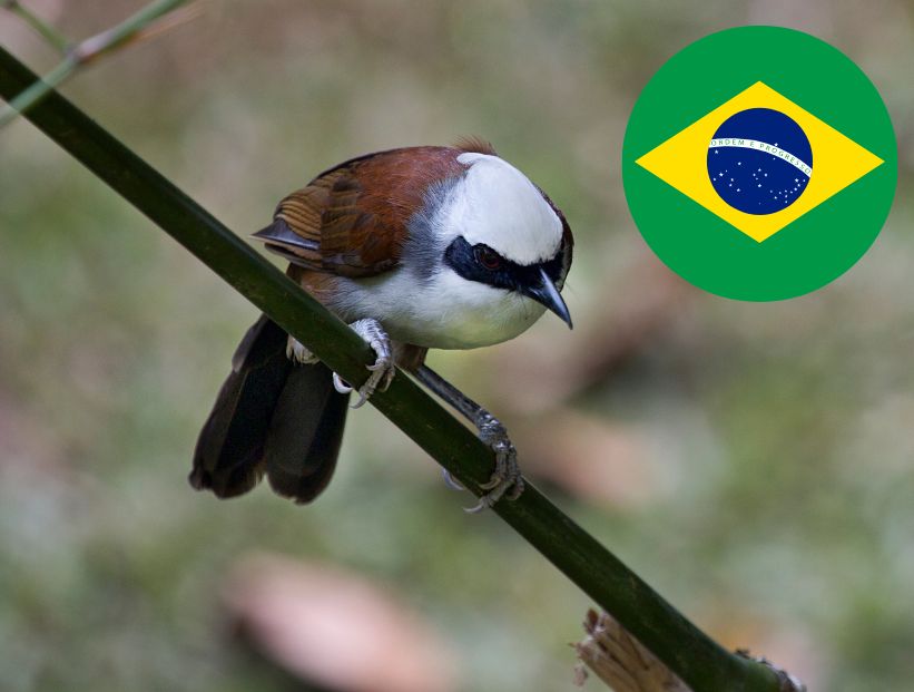 Zorzal colorado - Brasil