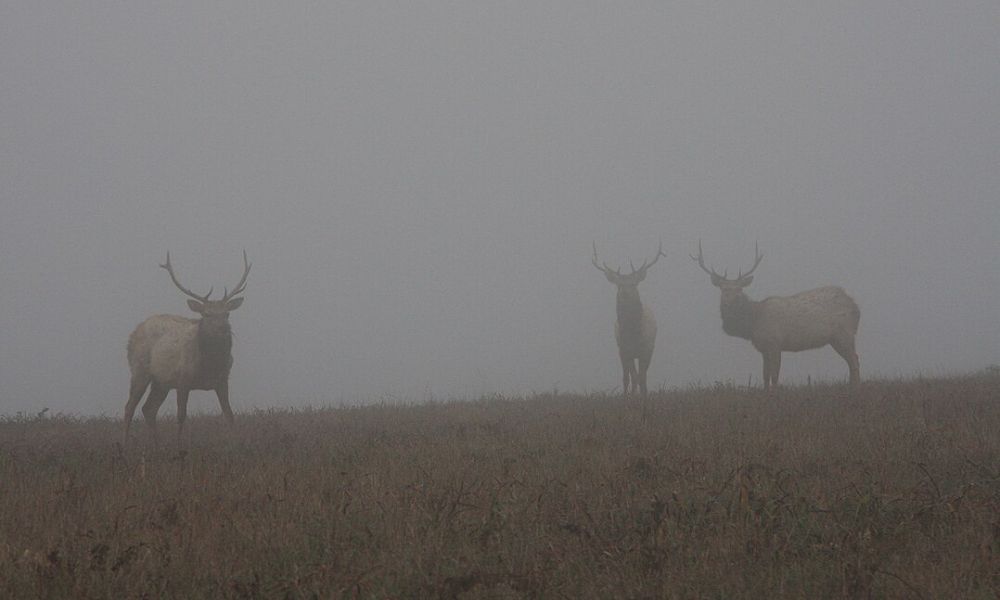 Animales en Punta Reyes.