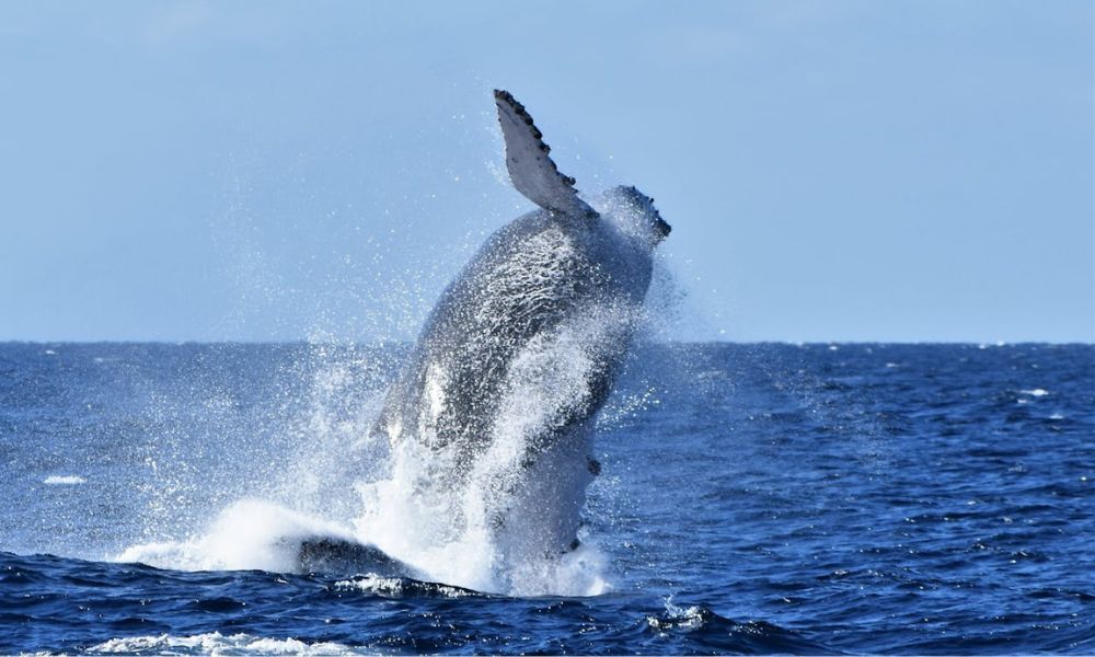Así saltan las ballenas.