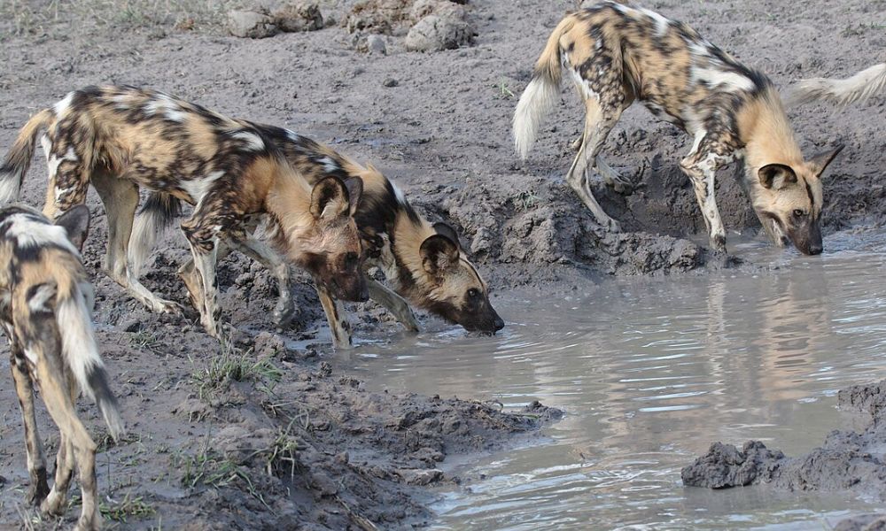El perro salvaje africano en manada.