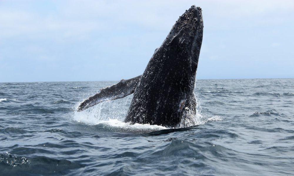 Ballena en pleno salto.