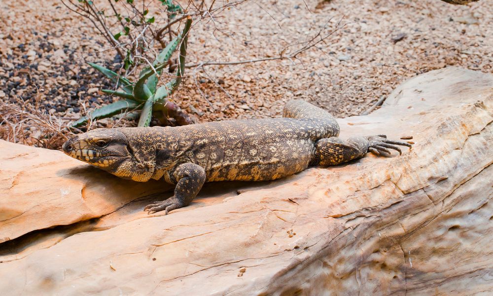 Cuerpo del lagarto tegu gigante argentino.