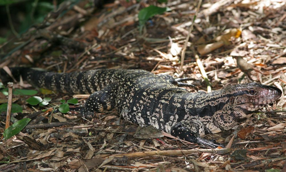 Aspecto del lagarto tegu gigante argentino.