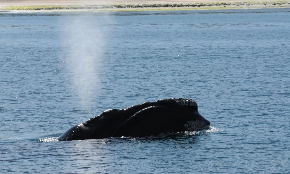 Una de las ballenas en el agua.