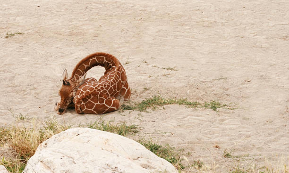 jirafa bebé durmiendo