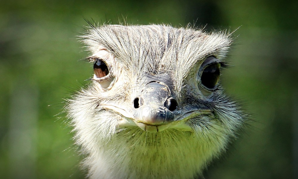 animal ñandú