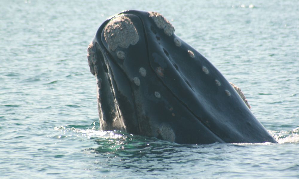 Una de las ballenas en la Patagonia argentina.