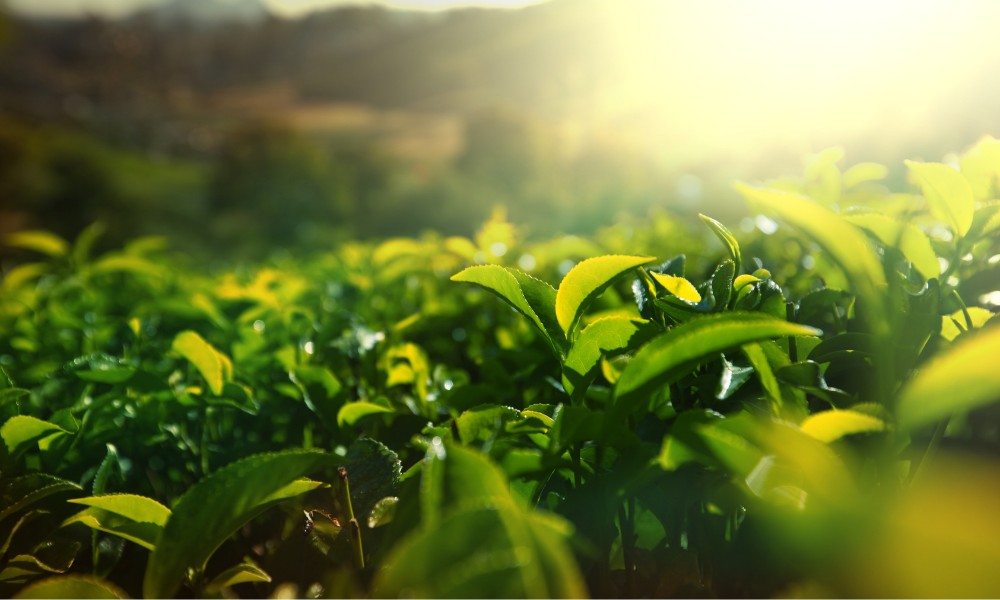 efemérides del 21 de mayo Día del Té