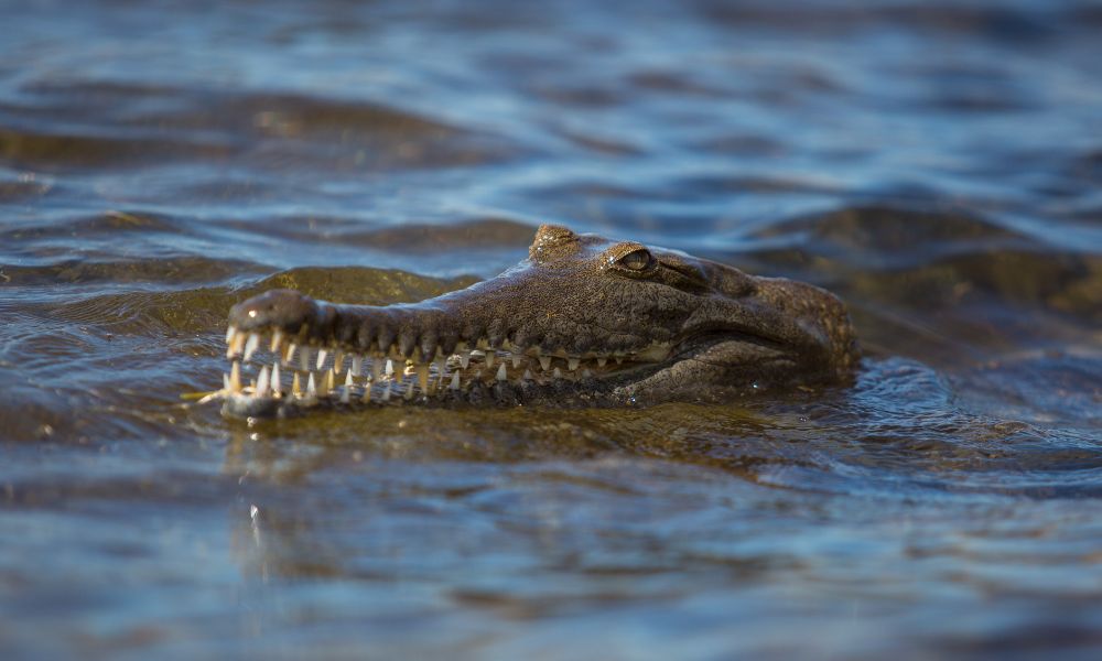 Animales en un sitio Ramsar.