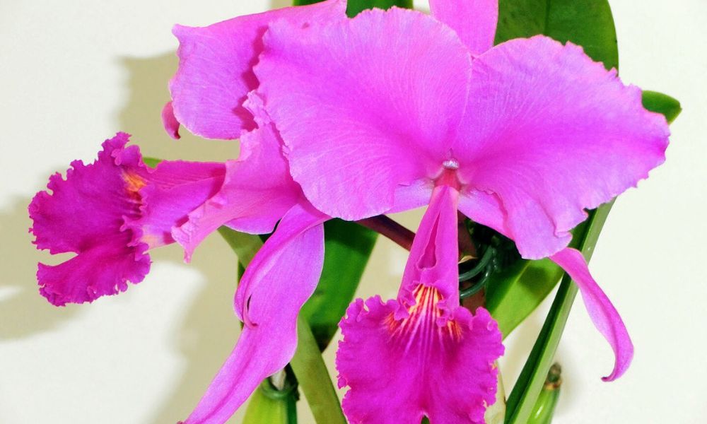 Aspecto de la flor nacional de Colombia.