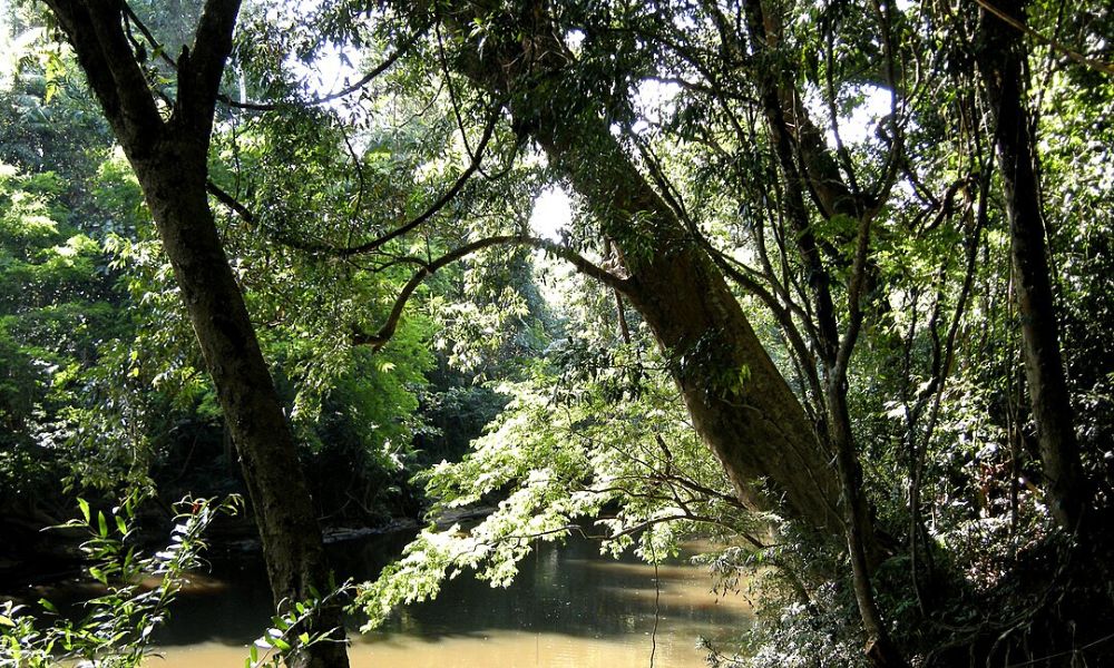 Aspecto de la selva más antigua del mundo.